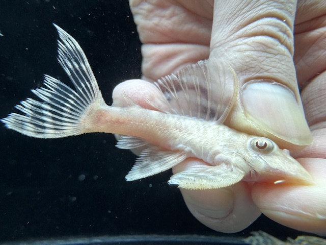 画像: Black Friday　若親サイズ　L-333　アルビノゴールデンキングロイヤル　9番　神戸店在庫　