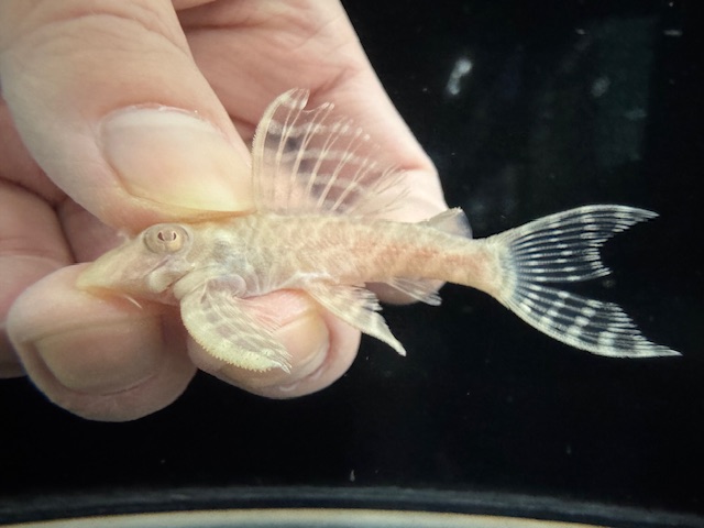 画像: Black Friday　若親サイズ　L-333　アルビノゴールデンキングロイヤル　15番　神戸店在庫　