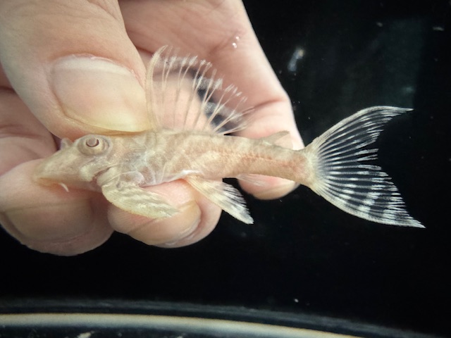 画像: Black Friday　若親サイズ　L-333　アルビノゴールデンキングロイヤル　7番　神戸店在庫　