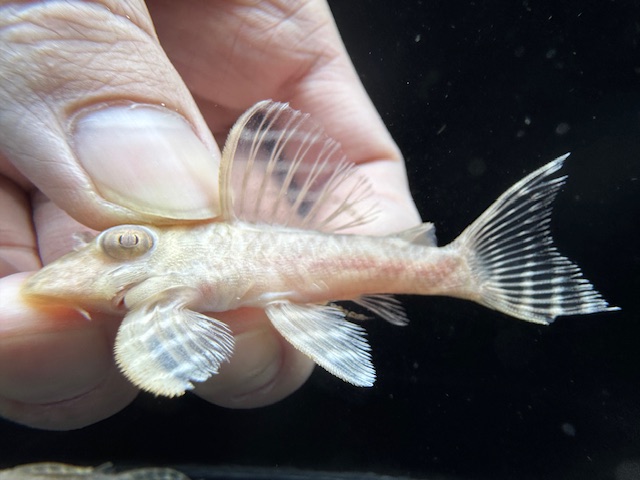 画像1: Black Friday　若親サイズ　L-333　アルビノゴールデンキングロイヤル　4番　神戸店在庫　