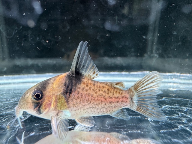 画像: WILD　コリドラス　ブレビロストリス　1匹　神戸店在庫