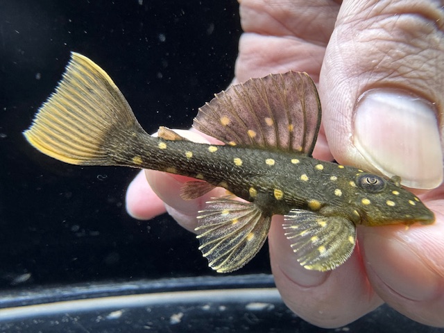 画像: レア種！　ゴールデンアンジェリカス　ブリード個体　1番　神戸店在庫
