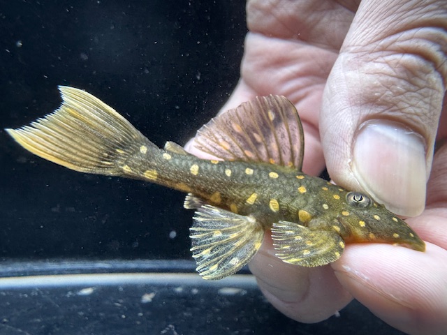 画像: レア種！　ゴールデンアンジェリカス　ブリード個体　4番　神戸店在庫