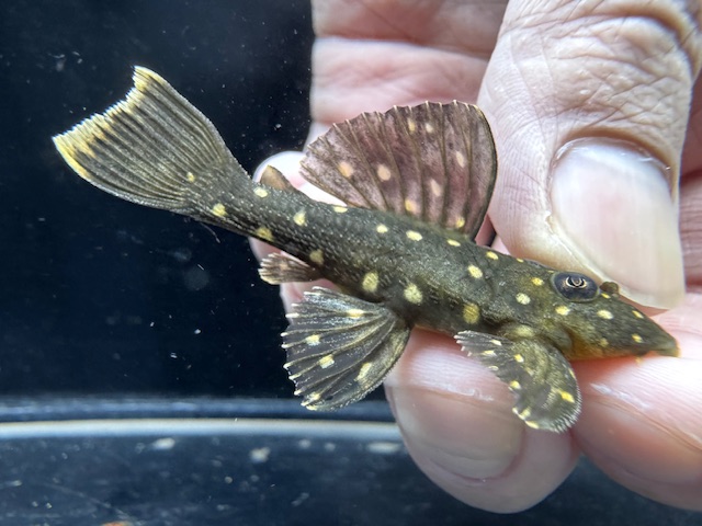 画像: レア種！　ゴールデンアンジェリカス　ブリード個体　5番　神戸店在庫