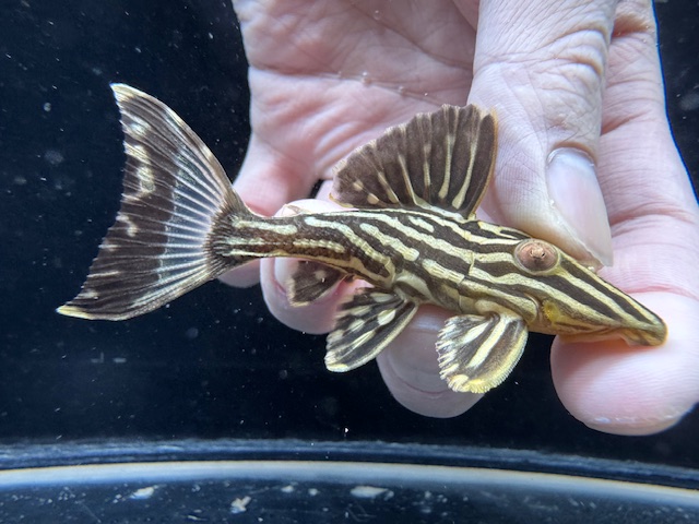 画像: WILD　ゴールデンサンダーロイヤルプレコ　ジャマンシン　3番　神戸店在庫