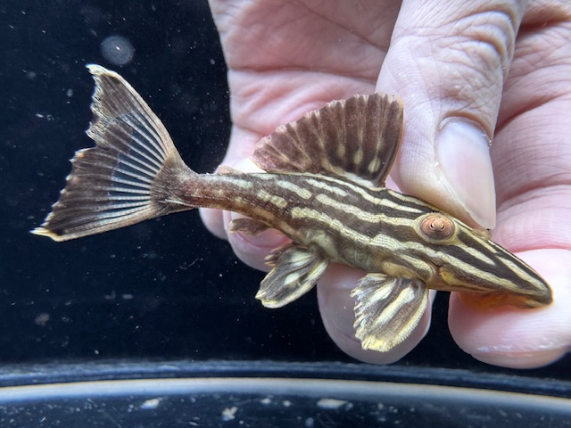 画像: WILD　ゴールデンサンダーロイヤルプレコ　ジャマンシン　2番　神戸店在庫