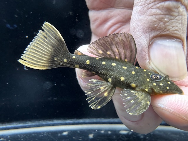 画像: レア種！　ゴールデンアンジェリカス　ブリード個体　2番　神戸店在庫