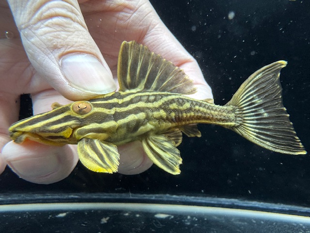 画像1: WILD　ゴールデンサンダーロイヤルプレコ　ジャマンシン　1番　神戸店在庫