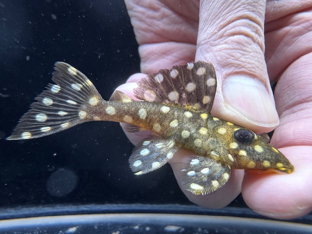 画像: WILD　ブラックウィズホワイトカイザープレコ　2番　神戸店在庫