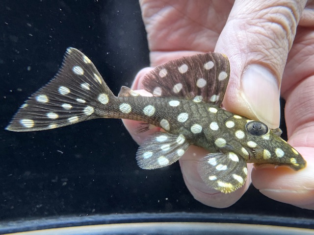 画像: WILD　ブラックウィズホワイトカイザープレコ　1番　神戸店在庫