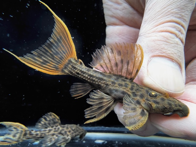 画像: WILD　ウルトラスカーレットトリム　リオ・イリリ　f-2　神戸店在庫