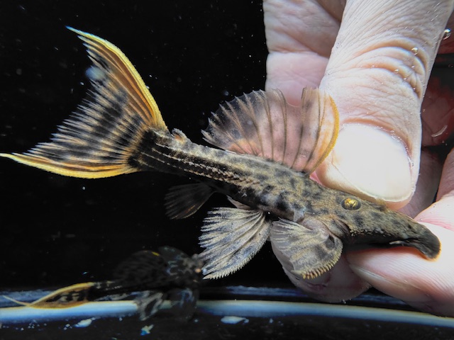 画像: WILD　ウルトラスカーレットトリム　リオ・イリリ　f-1　神戸店在庫