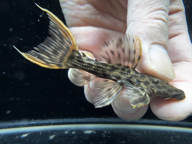 画像: WILD　ウルトラスカーレットトリム　リオ・イリリ　f-10　神戸店在庫