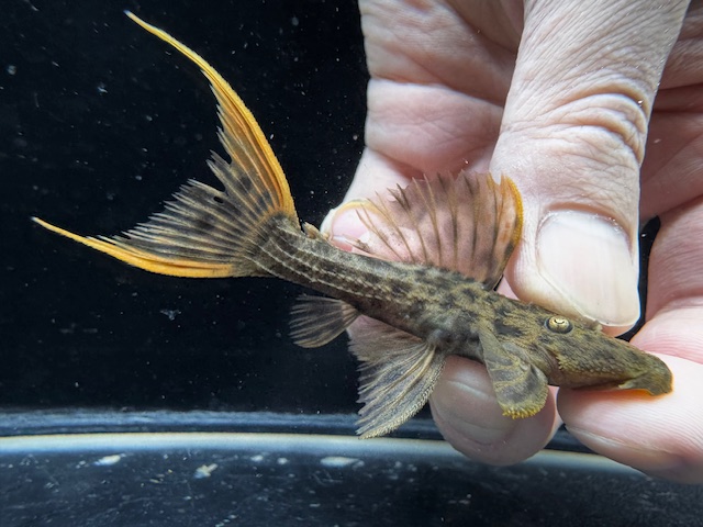 画像: WILD　ウルトラスカーレットトリム　リオ・イリリ　f-5　神戸店在庫