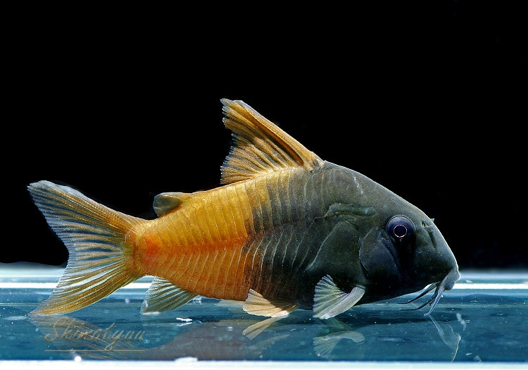 画像: 11/29着指定以降　WILD　CW217　Cｏ ビーコンコロール　“Rio Tomo”　1匹　神戸店在庫