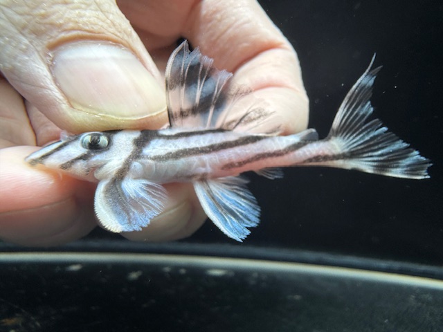 画像: 今年最終　親サイズ　雌っぽい　インペリアルゼブラプレコ　ブリード　9番　神戸店在庫 