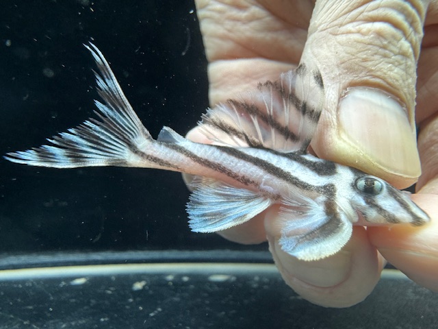 画像: 今年最終　親サイズ　雌っぽい　インペリアルゼブラプレコ　ブリード　7番　神戸店在庫 