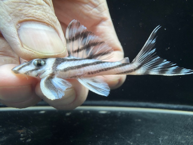 画像: 今年最終　親サイズ　雌っぽい　インペリアルゼブラプレコ　ブリード　7番　神戸店在庫 