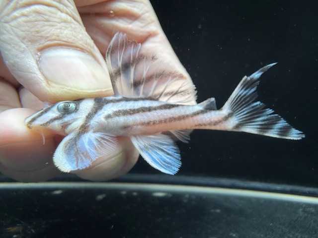 画像: 今年最終　親サイズ　雌っぽい　インペリアルゼブラプレコ　ブリード　10番　神戸店在庫 