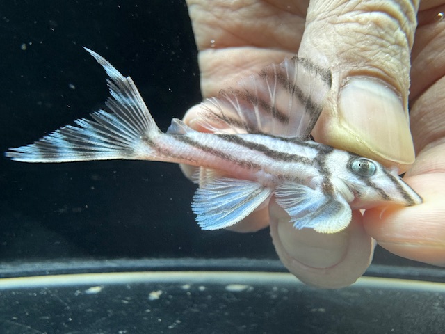 画像: 今年最終　親サイズ　雌っぽい　インペリアルゼブラプレコ　ブリード　10番　神戸店在庫 