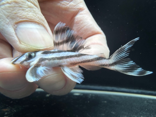 画像: 今年最終　親サイズ　雌っぽい　インペリアルゼブラプレコ　ブリード　8番　神戸店在庫 