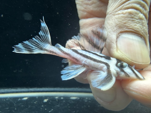 画像: 今年最終　親サイズ　雌っぽい　インペリアルゼブラプレコ　ブリード　9番　神戸店在庫 